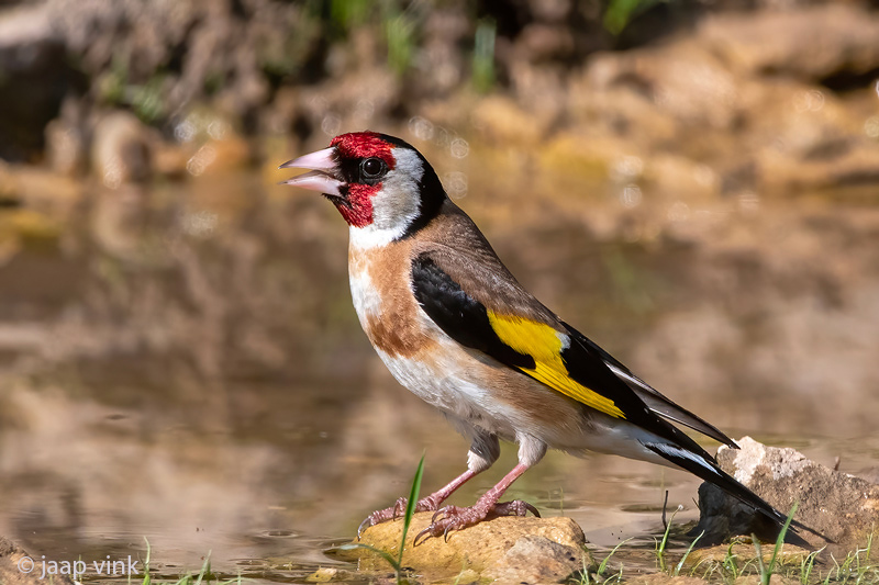European Goldfinch - Putter - Carduelis carduelis