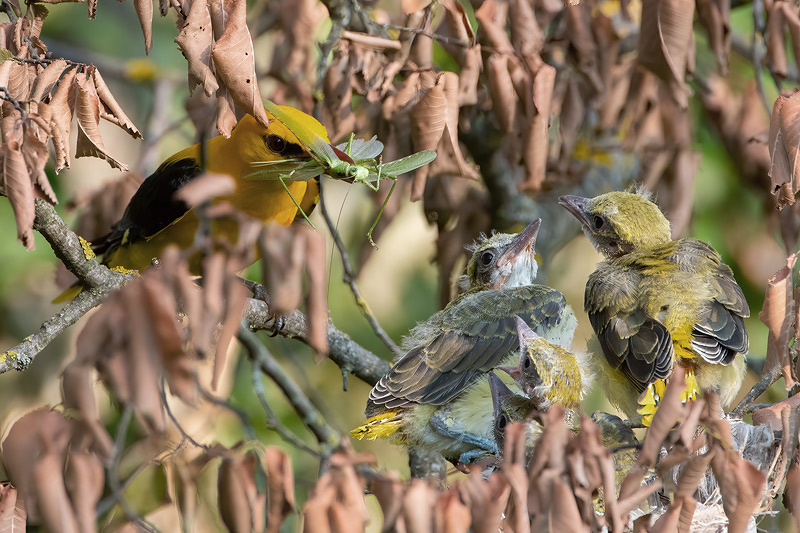 Eurasian Golden Oriole - Wielewaal - Oriolus oriolus