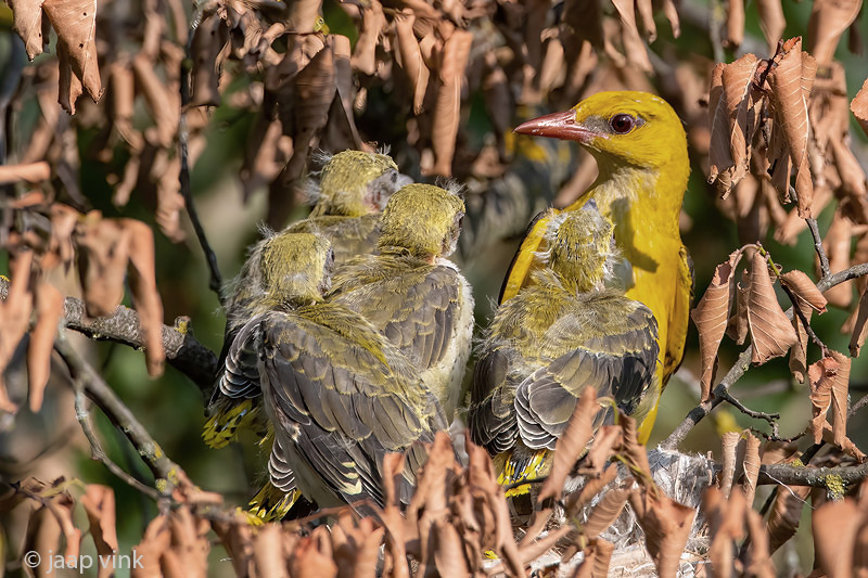 Eurasian Golden Oriole - Wielewaal - Oriolus oriolus