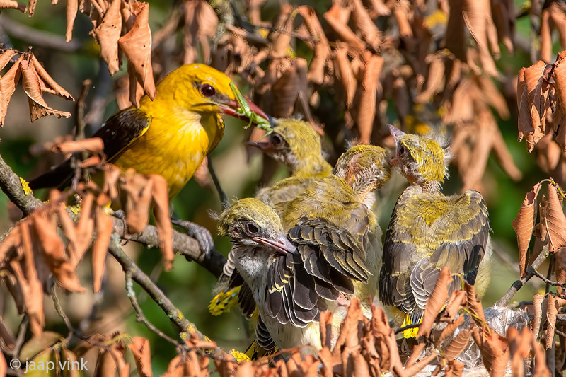 Eurasian Golden Oriole - Wielewaal - Oriolus oriolus