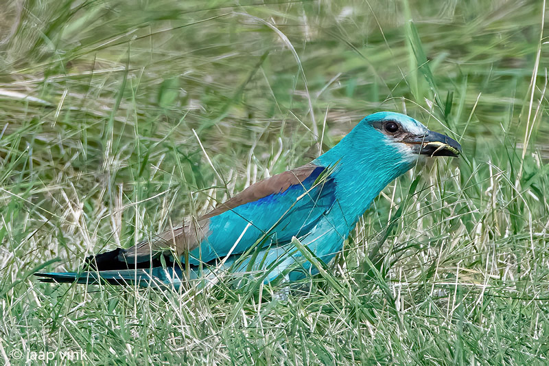 European Roller - Scharrelaar - Coracias garrulus