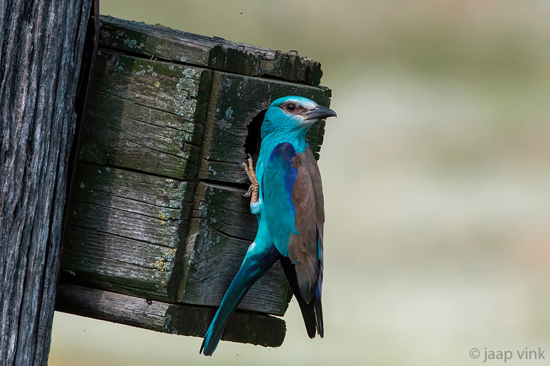 European Roller - Scharrelaar - Coracias garrulus