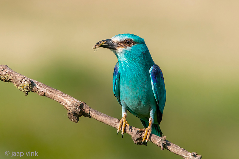 European Roller - Scharrelaar - Coracias garrulus