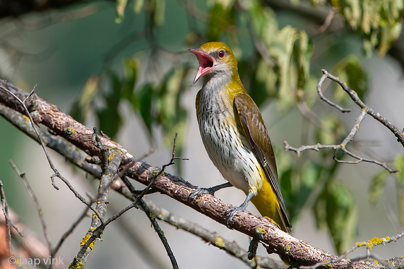 Eurasian Golden Oriole - Wielewaal - Oriolus oriolus