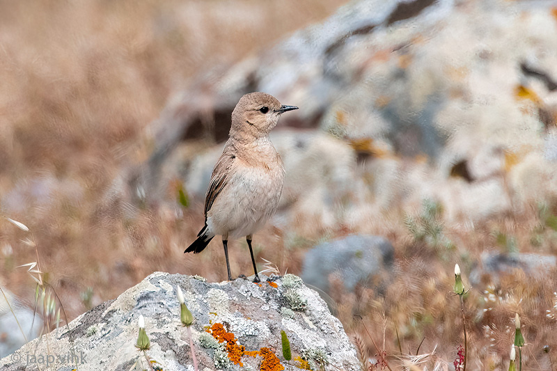 Isabelline Wheatear - Izabeltapuit - Oenanthe isabellina
