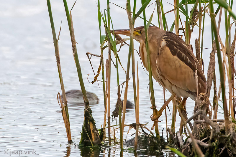 Little Bittern - Woudaap - Ixobrychus minutus