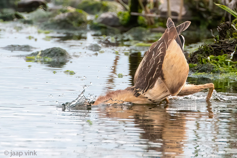 Little Bittern - Woudaap - Ixobrychus minutus