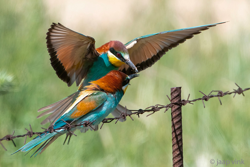 European Bee-eater - Bijeneter - Merops apiaster