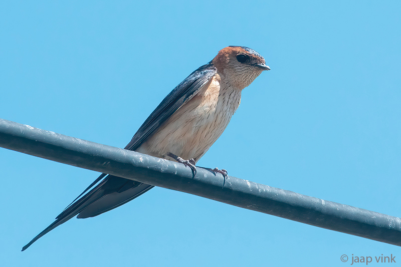 Red-rumped Swallow - Roodstuitzwaluw - Cecropis daurica