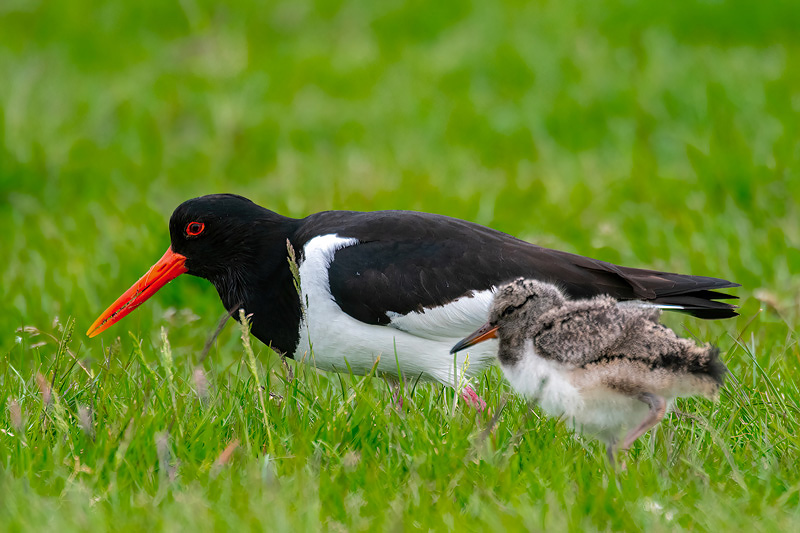 Eurasian Oystercatcher - Scholekster - Haematopus ostralegus