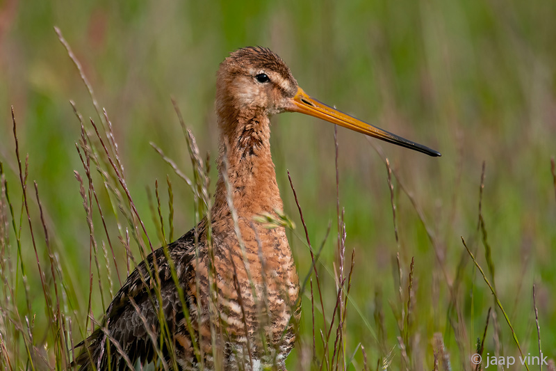 Black-tailed Godwit - Grutto - Limosa limosa
