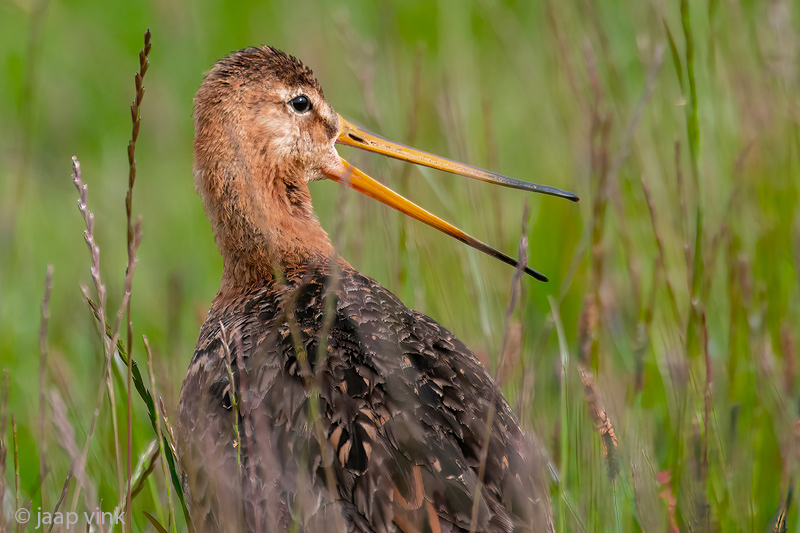 Black-tailed Godwit - Grutto - Limosa limosa