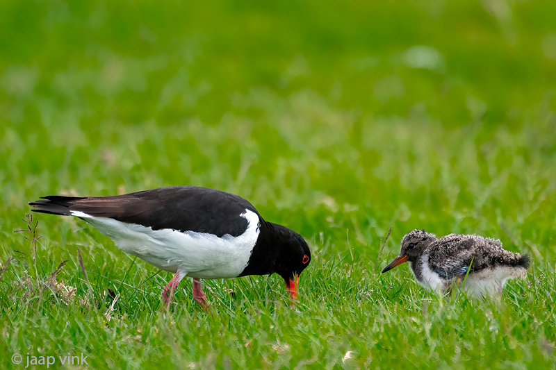 Eurasian Oystercatcher - Scholekster - Haematopus ostralegus