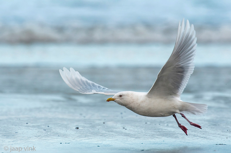 Iceland Gull - Kleine Burgemeester - Larus glaucoides