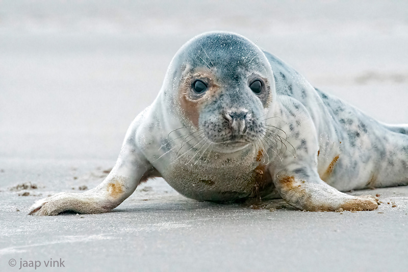 Harbour Seal - Gewone Zeehond - Phoca vitulina