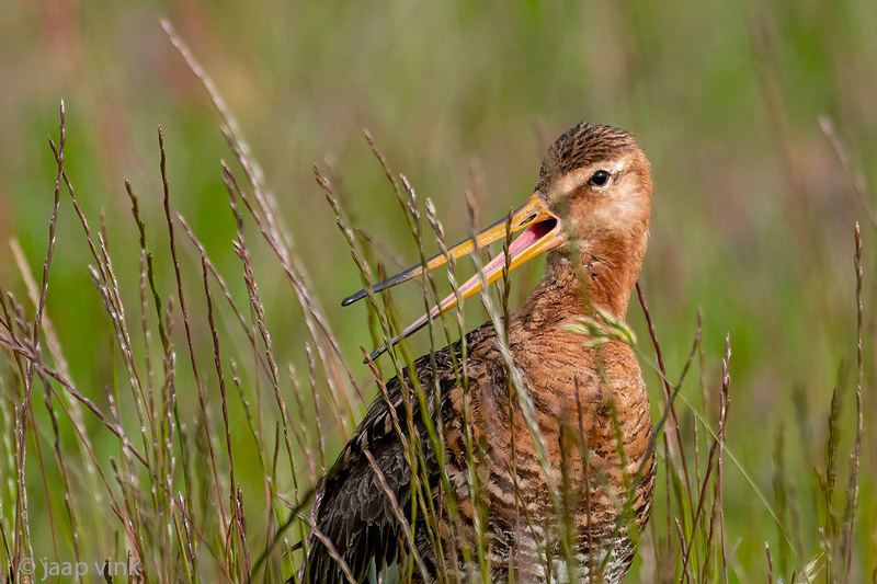 Black-tailed Godwit - Grutto - Limosa limosa