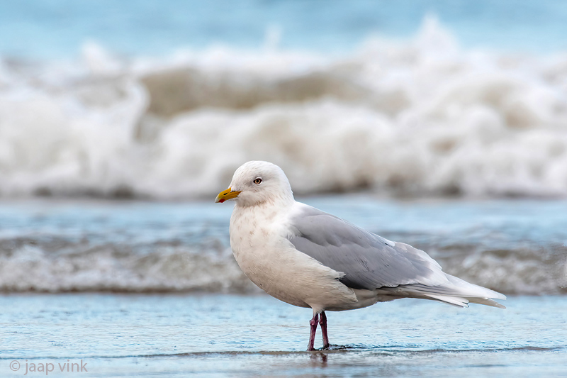 Iceland Gull - Kleine Burgemeester - Larus glaucoides