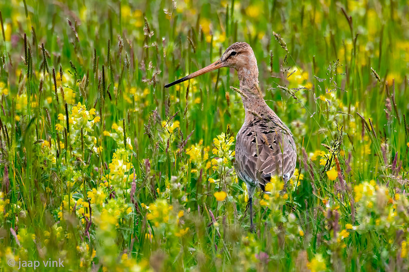 Black-tailed Godwit - Grutto - Limosa limosa