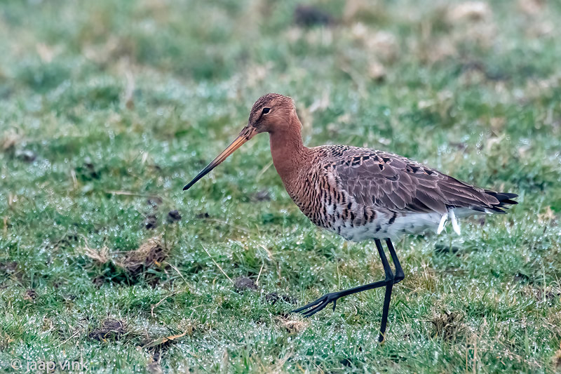 Black-tailed Godwit - Grutto - Limosa limosa
