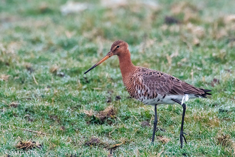 Black-tailed Godwit - Grutto - Limosa limosa