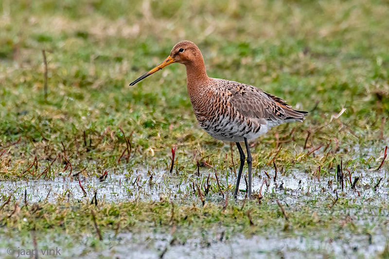 Black-tailed Godwit - Grutto - Limosa limosa