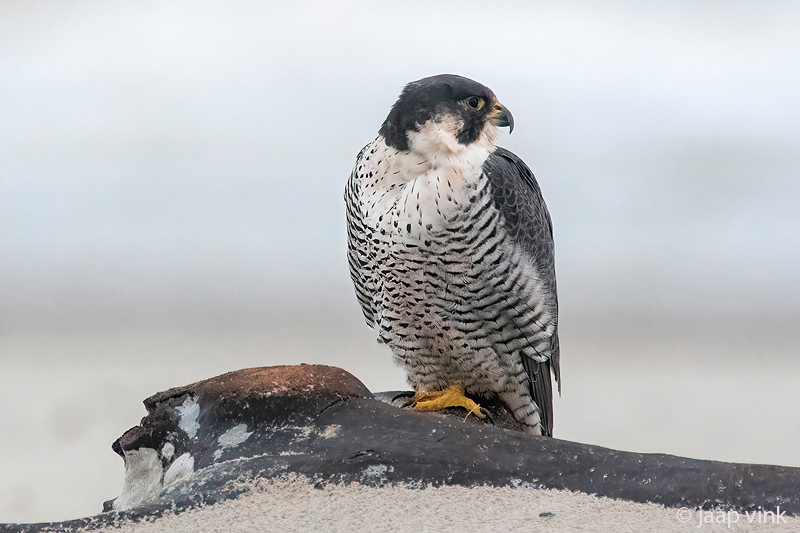 Peregrine - Slechtvalk - Falco peregrinus