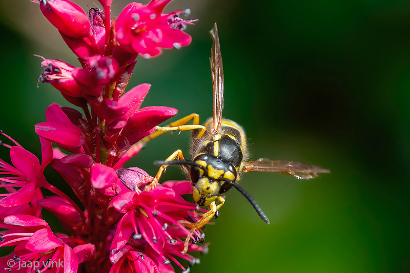 German Wasp - Duitse Wesp - Vespula germanica
