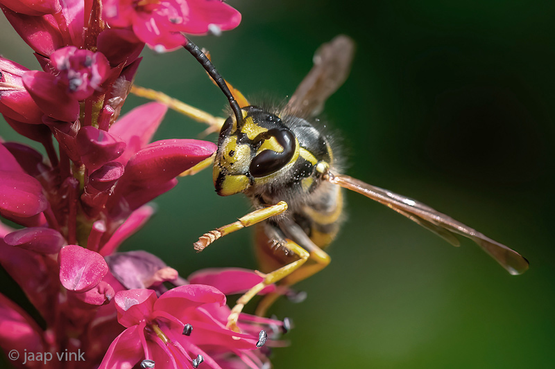 German Wasp - Duitse Wesp - Vespula germanica