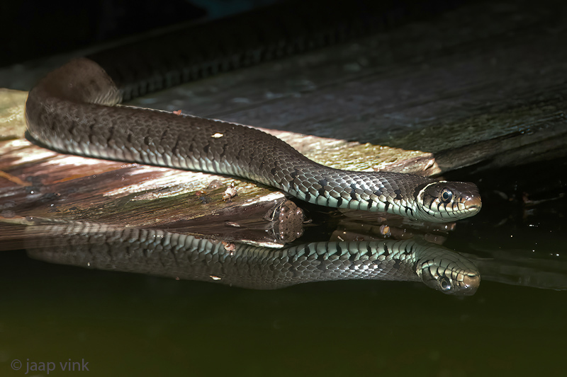 Barred Grass Snake - Ringslang - Natrix helvetica