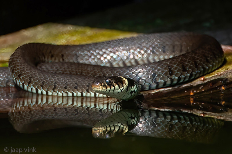 Barred Grass Snake - Ringslang - Natrix helvetica