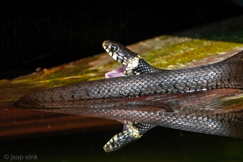 Barred Grass Snake - Ringslang - Natrix helvetica