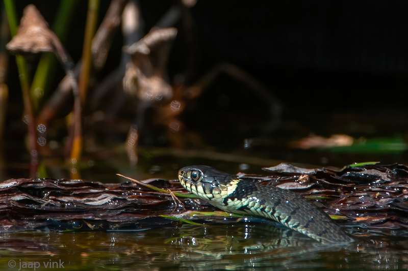 Barred Grass Snake - Ringslang - Natrix helvetica
