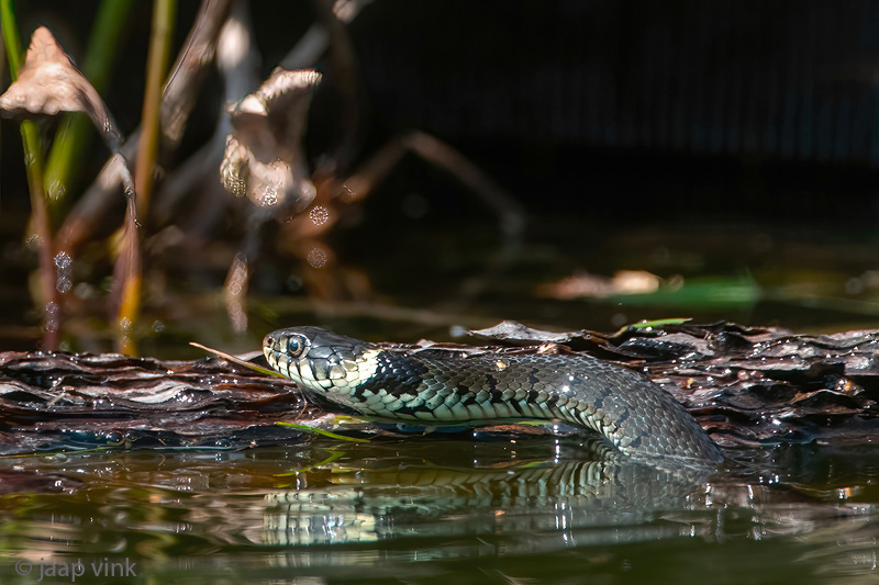 Barred Grass Snake - Ringslang - Natrix helvetica