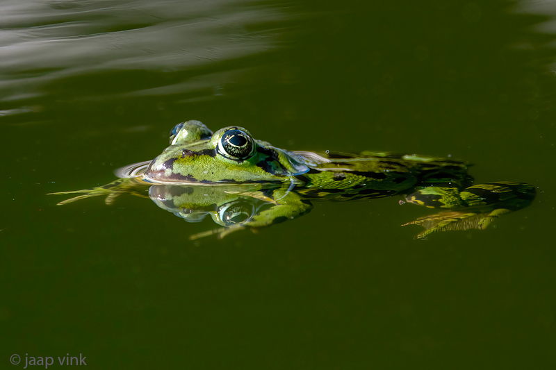 Pelophylax spec - Groene Kikker spec
