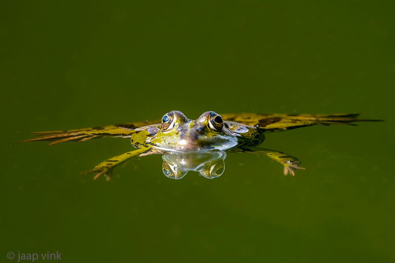 Pelophylax spec - Groene Kikker spec