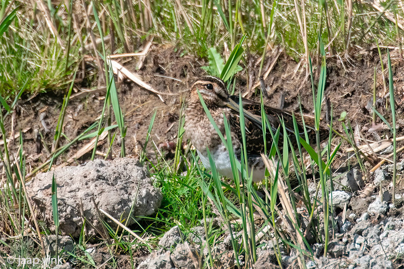 Common Snipe - Watersnip - Gallinago gallinago