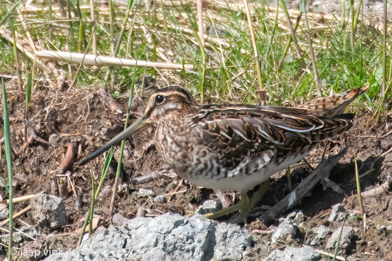 Common Snipe - Watersnip - Gallinago gallinago
