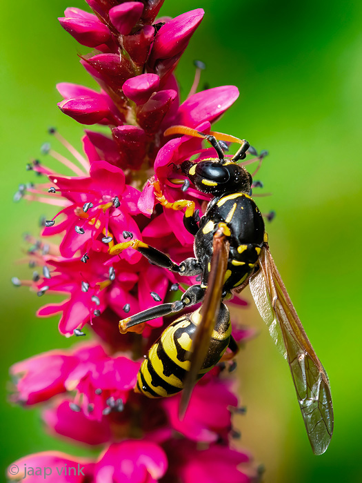 European Paper Wasp - Franse Veldwesp - Polistes dominula