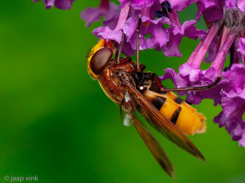 Hornet Mimic hoverfly - Stadsreus (Hoornaarzweefvlieg) - Volucella zonaria