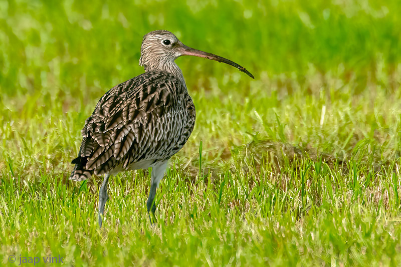 Eurasian Curlew - Wulp - Numenius arquata