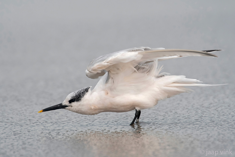 Sandwich Tern - Grote Stern - Thalasseus sandvicensis