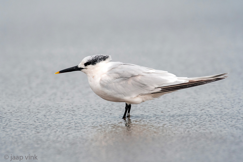 Sandwich Tern - Grote Stern - Thalasseus sandvicensis
