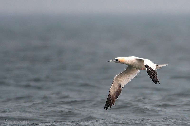 Northern Gannet - Jan-van-Gent - Morus bassanus