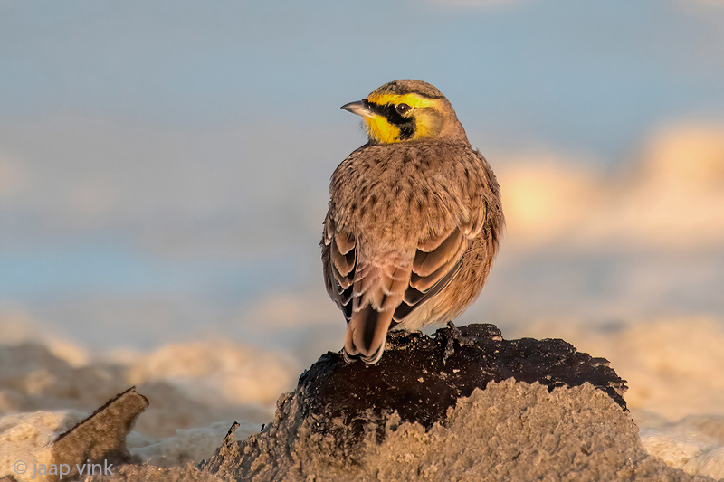 Shore Lark - Strandleeuwerik - Eremophila alpestris
