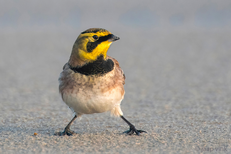 Shore Lark - Strandleeuwerik - Eremophila alpestris