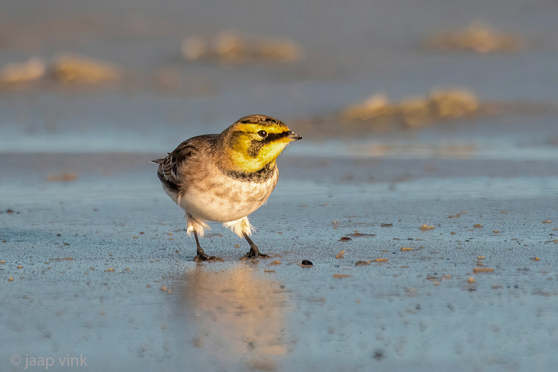Shore Lark - Strandleeuwerik - Eremophila alpestris