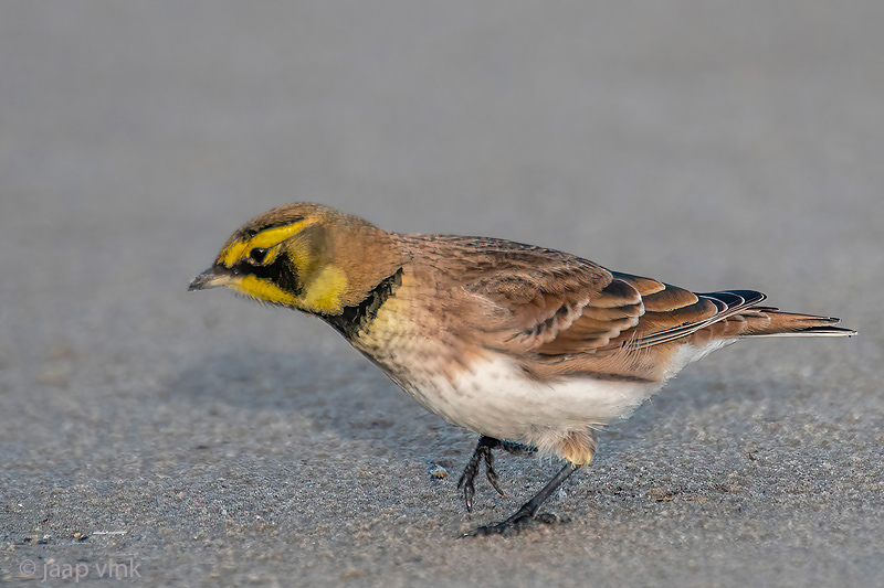 Shore Lark - Strandleeuwerik - Eremophila alpestris