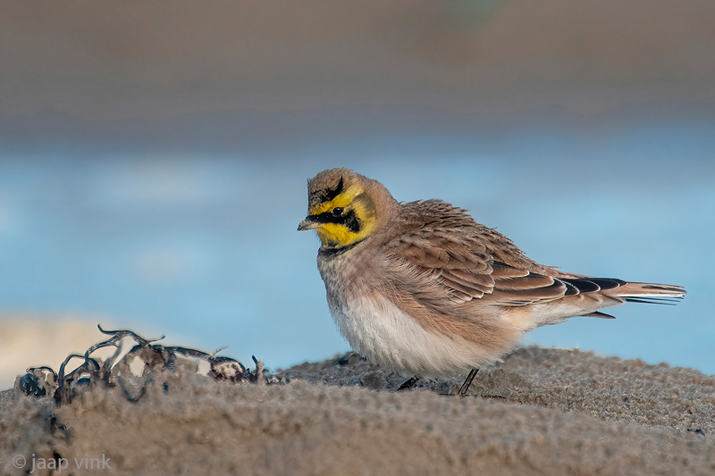 Shore Lark - Strandleeuwerik - Eremophila alpestris