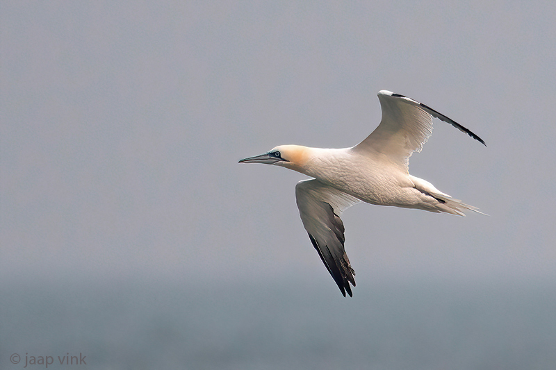 Northern Gannet - Jan-van-Gent - Morus bassanus