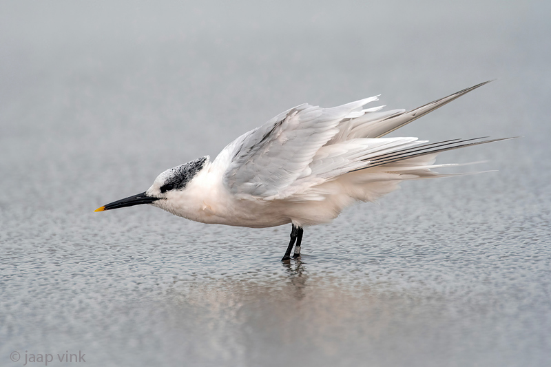 Sandwich Tern - Grote Stern - Thalasseus sandvicensis
